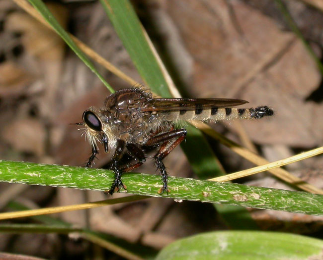 robberfly_8-203_6173