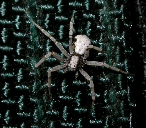 spider_6-903_3740