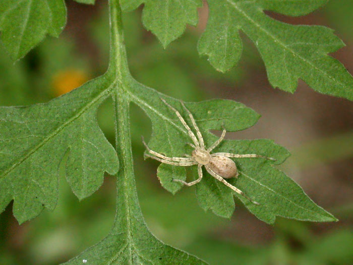 spider_8-2903_4194