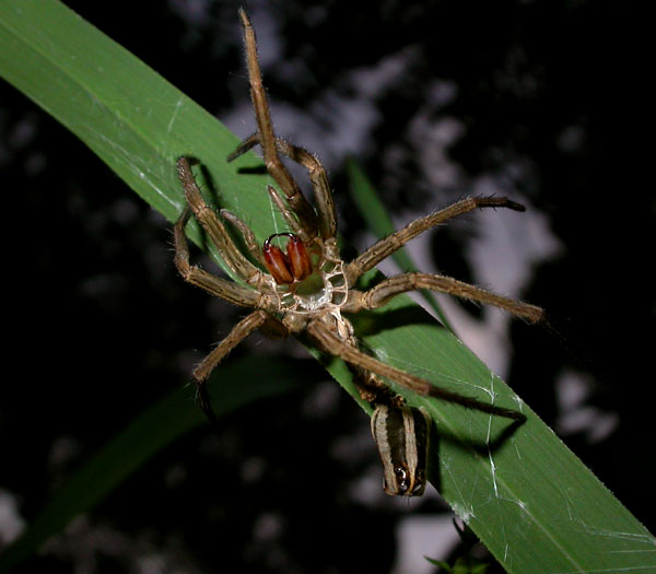 spider_8-903_6774