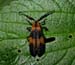 insect_7-2403_5577