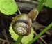 snail_5-1203_2149
