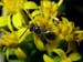 wasp_10-3003_0829