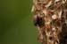 weevils_6-1904_0849