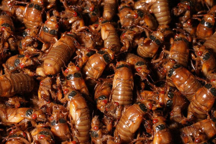 cicada-bbc_5-2104_7481