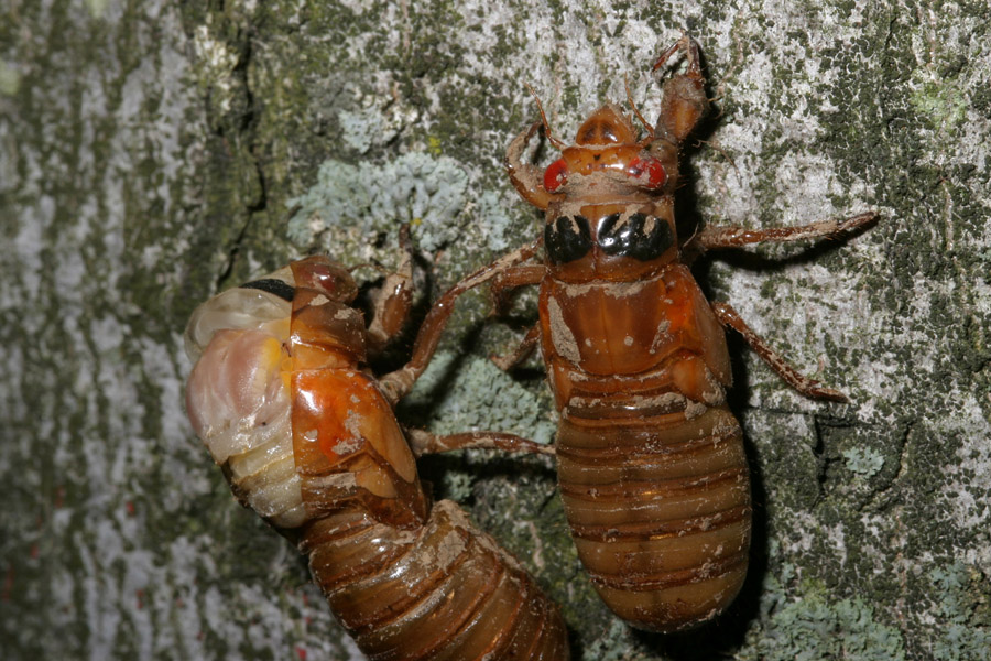 cicada-emerg_5-1604_6845