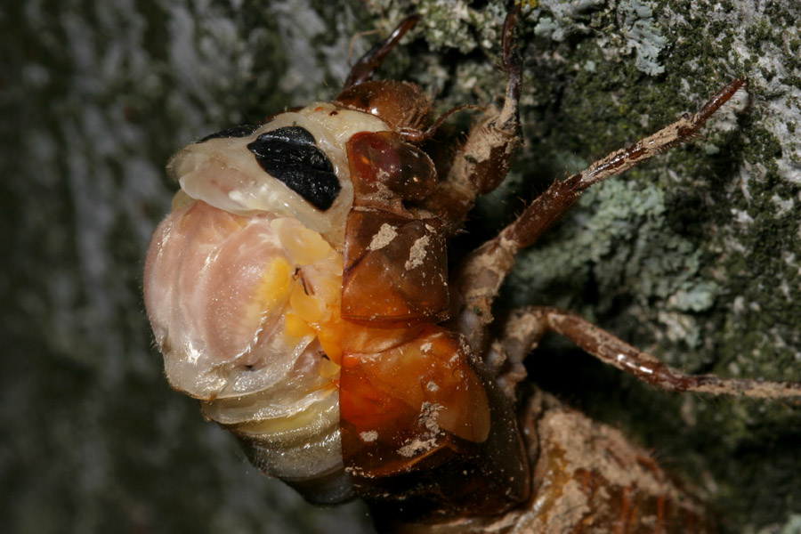 cicada-emerg_5-1604_6851