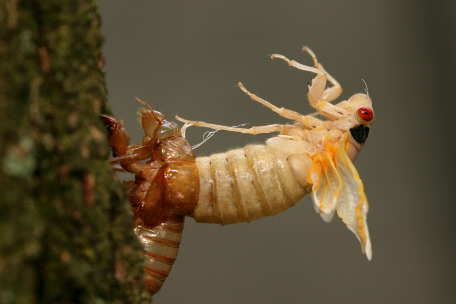 cicada-emerg_5-1704_7035