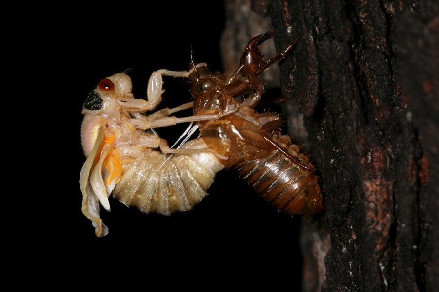 cicada-emerg_5-1704_7182