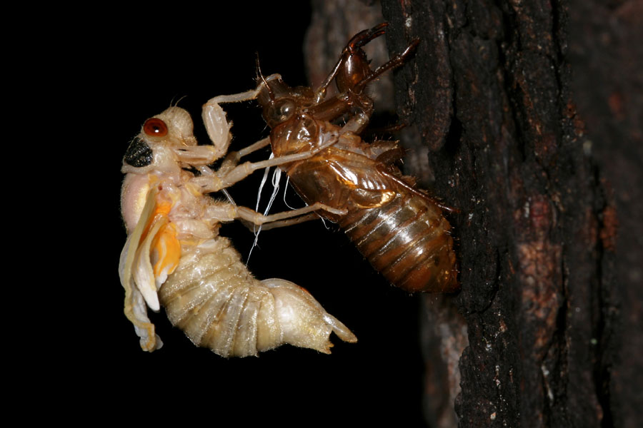 cicada-emerg_5-1704_7183