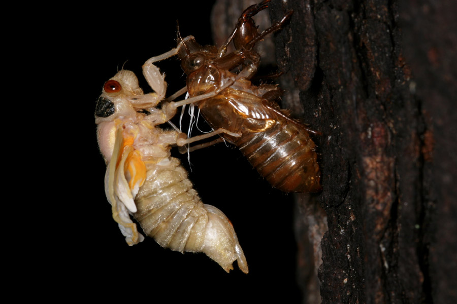 cicada-emerg_5-1704_7184