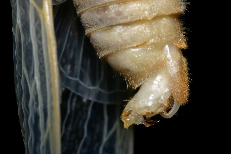 cicada-sexing_5-1604_6848