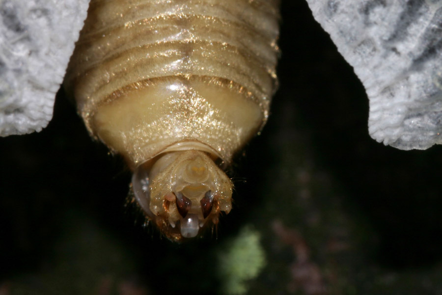 cicada-sexing_5-1704_7117