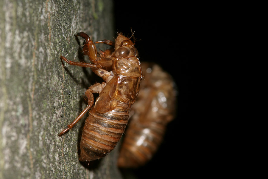 cicada_5-1604_6836