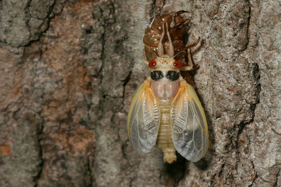 cicada_5-1604_6842