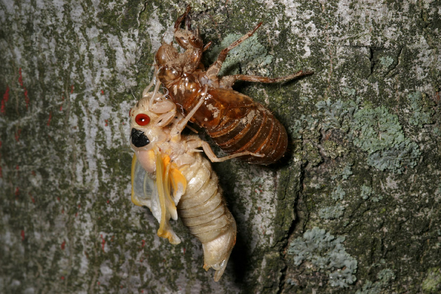 cicada_5-1604_6947