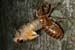 cicada-emerg_5-1604_6912
