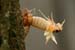cicada-emerg_5-1704_7032