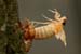 cicada-emerg_5-1704_7035