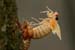 cicada-emerg_5-1704_7037