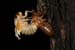 cicada-emerg_5-1704_7180