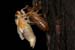 cicada-emerg_5-1704_7185
