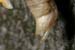 cicada-sexing_5-1604_6944