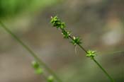 Carex_rosea