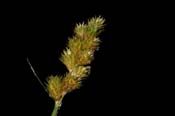 Carex_tribul