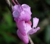 Cercis_canad