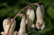 Dicentra_can