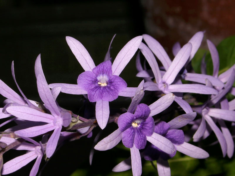 Petrea_vol_11-2603_5810