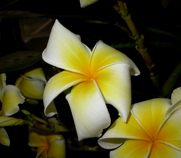 Plumeria_rub_7-2703_5796