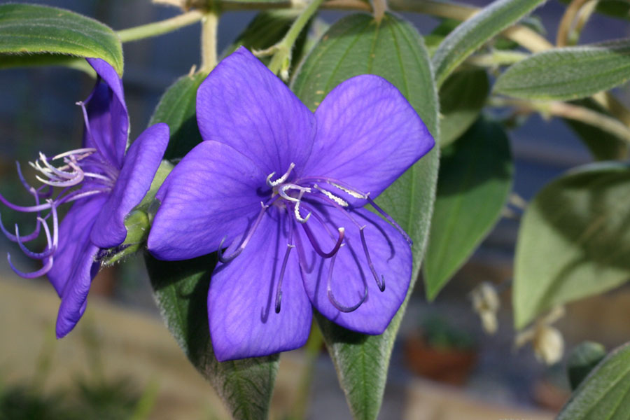 Tibouchina_12-1803_6409