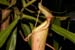 Nepenthes_1-2404_5832