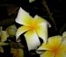 Plumeria_rub_7-2703_5796