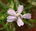 Silene_acaulis_4-03_0500