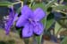 Tibouchina_12-1803_6409