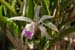 orchid_3-504_0131