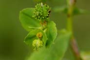 Euphorbia_alta