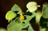Euphorbia_chamaesula