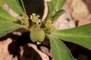 Euphorbia_exs-lat
