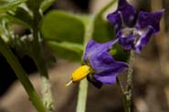 Solanum_stolon