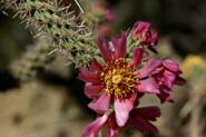Cylindropuntia_spin