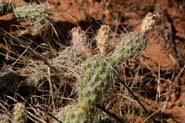 Opuntia_pol-are