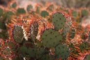 Opuntia_spin