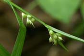Carex_blanda
