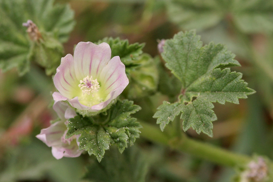 Malva_neglecta