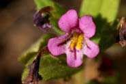 Mimulus_brewer