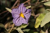 Solanum_hinds